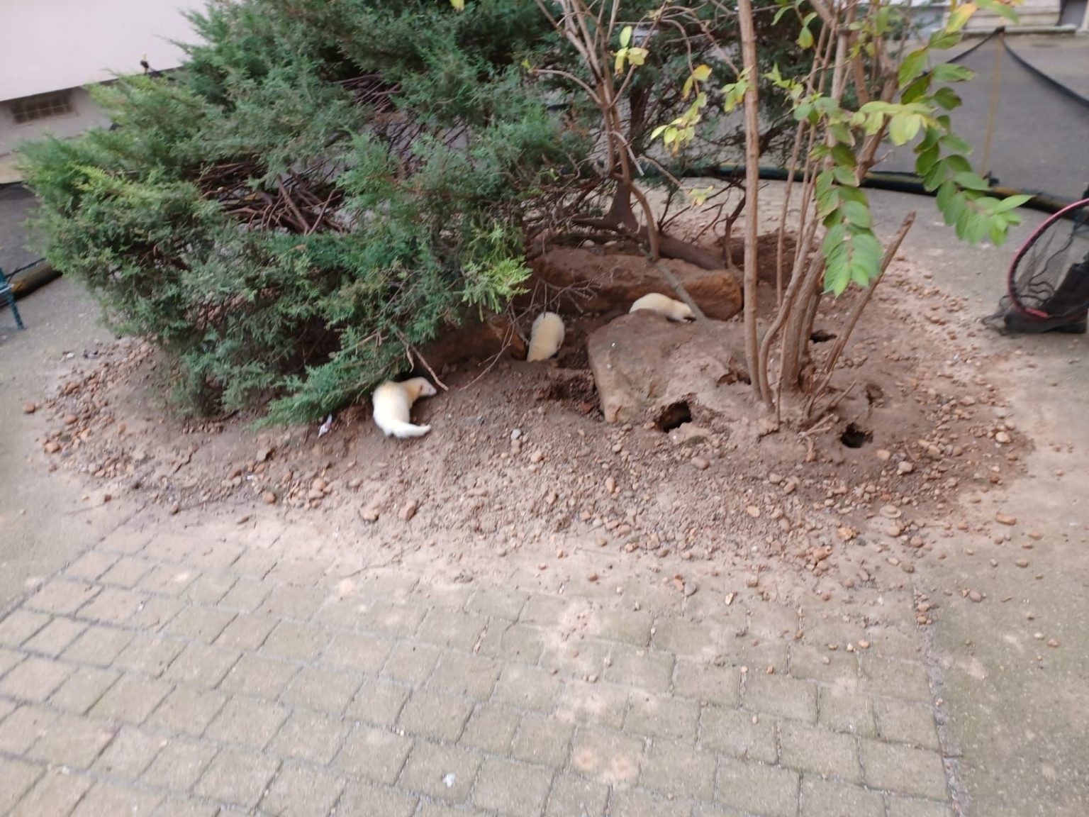 Zone de dératisation avec furets