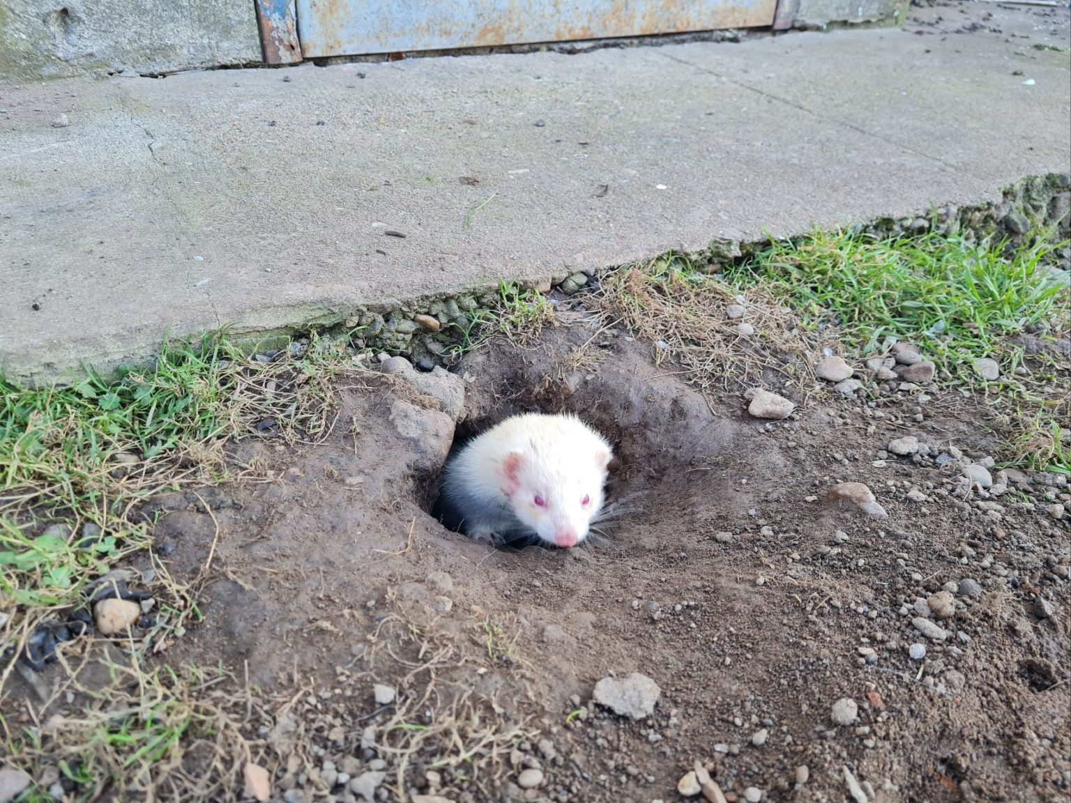 Furet pour dératisation
