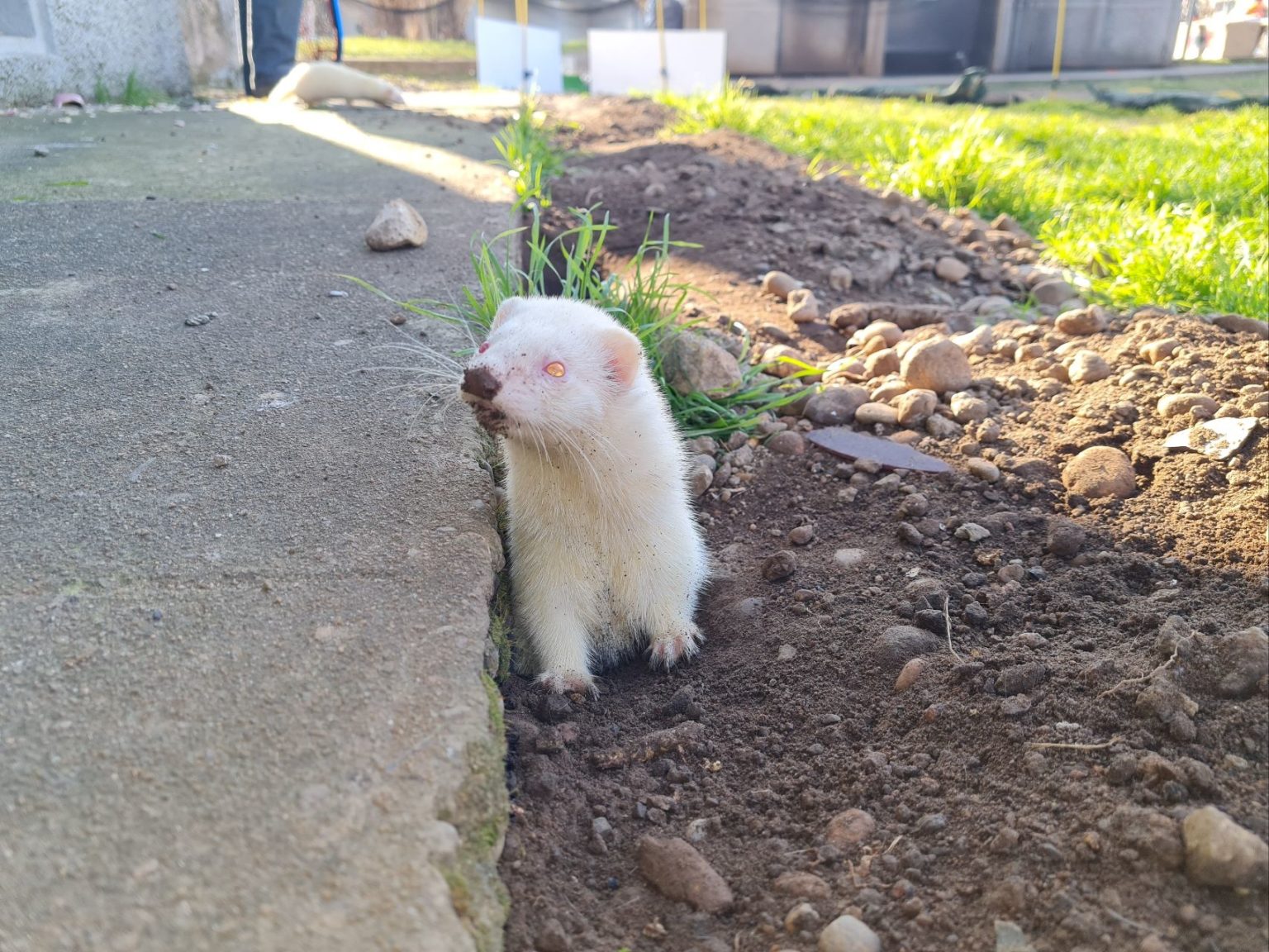 Furet pour dératisation