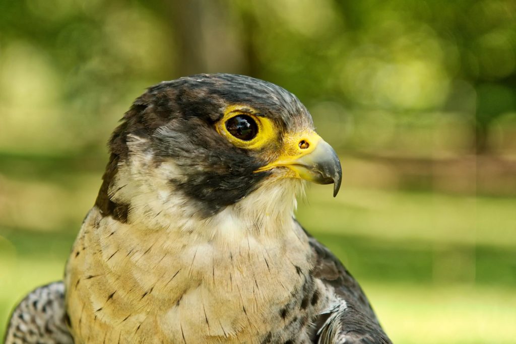 Stage de fauconnerie en Bourgogne - effarouchement, élevage et rapaces