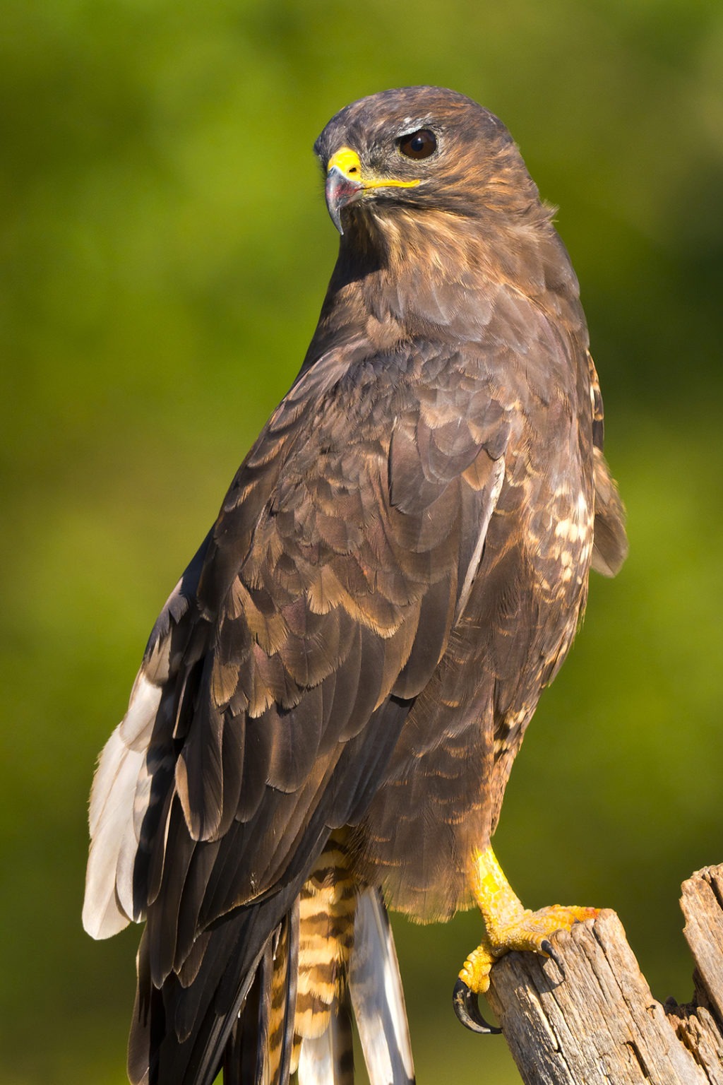 Rapaces de la Fauconnerie Martel