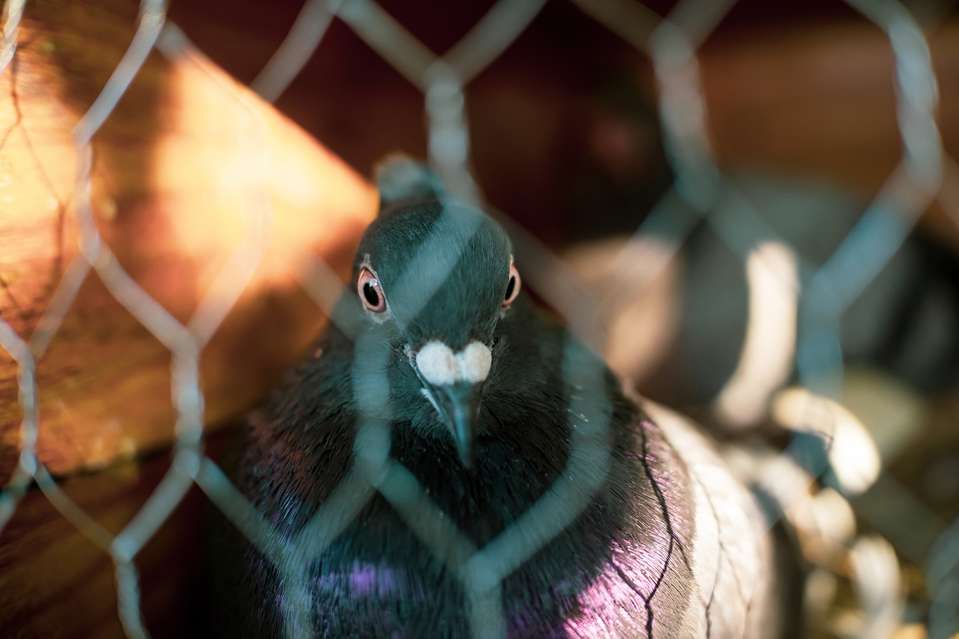 Capture de pigeons par la Fauconnerie Martel