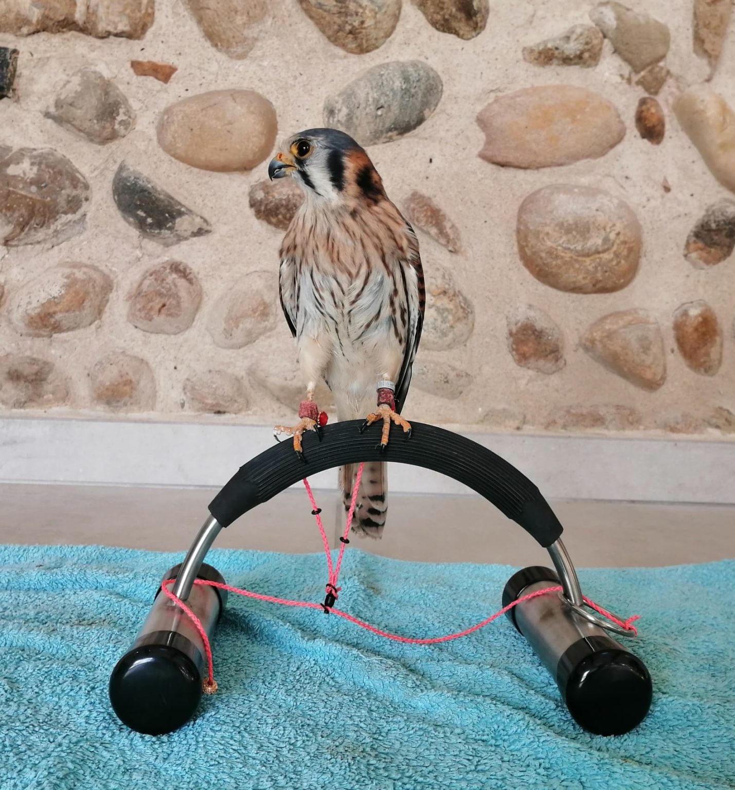Rapaces de la Fauconnerie Martel