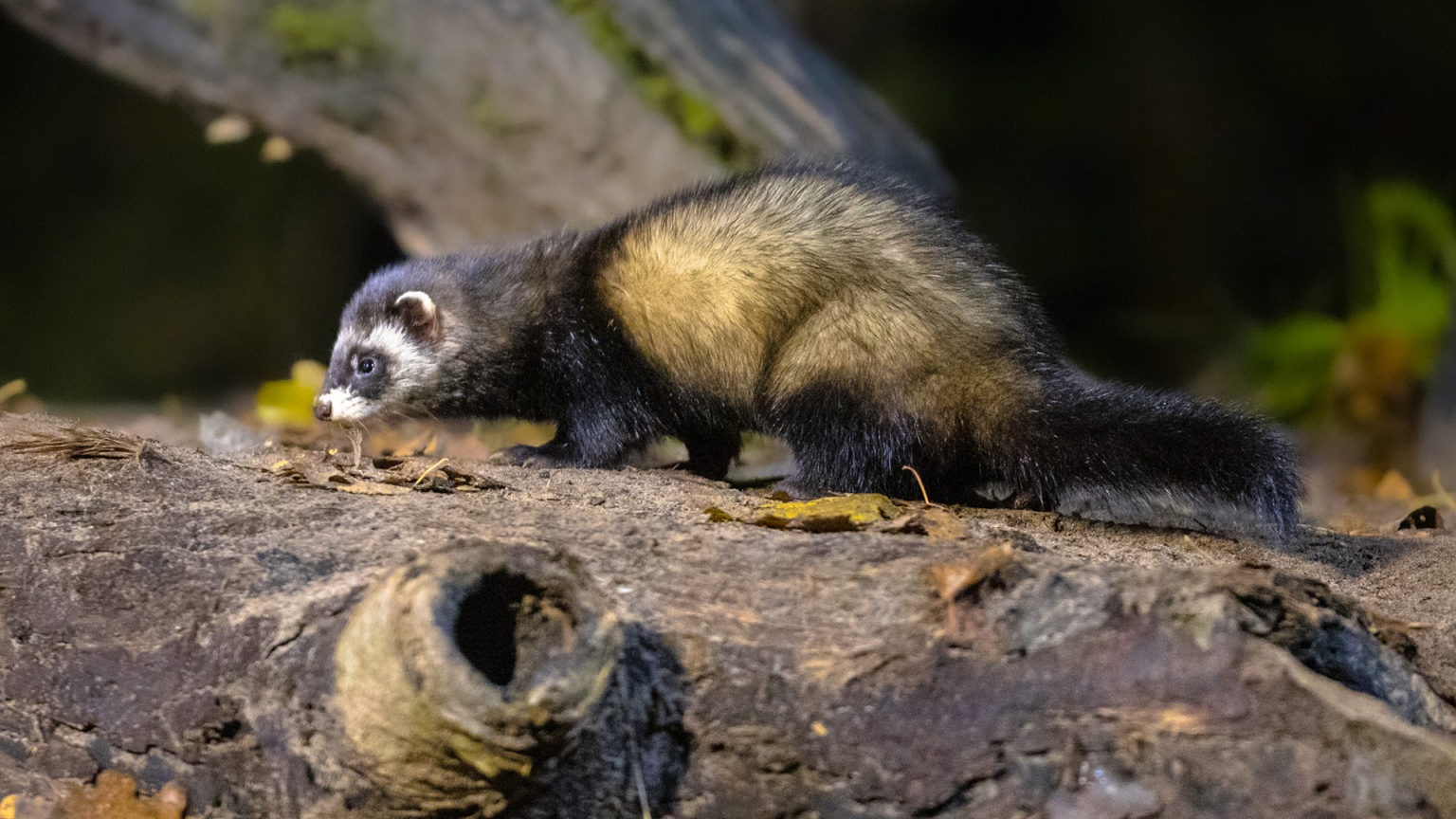 European polecat (Mustela putorius) in forest in natural environment in darkness at night. Netherlands.