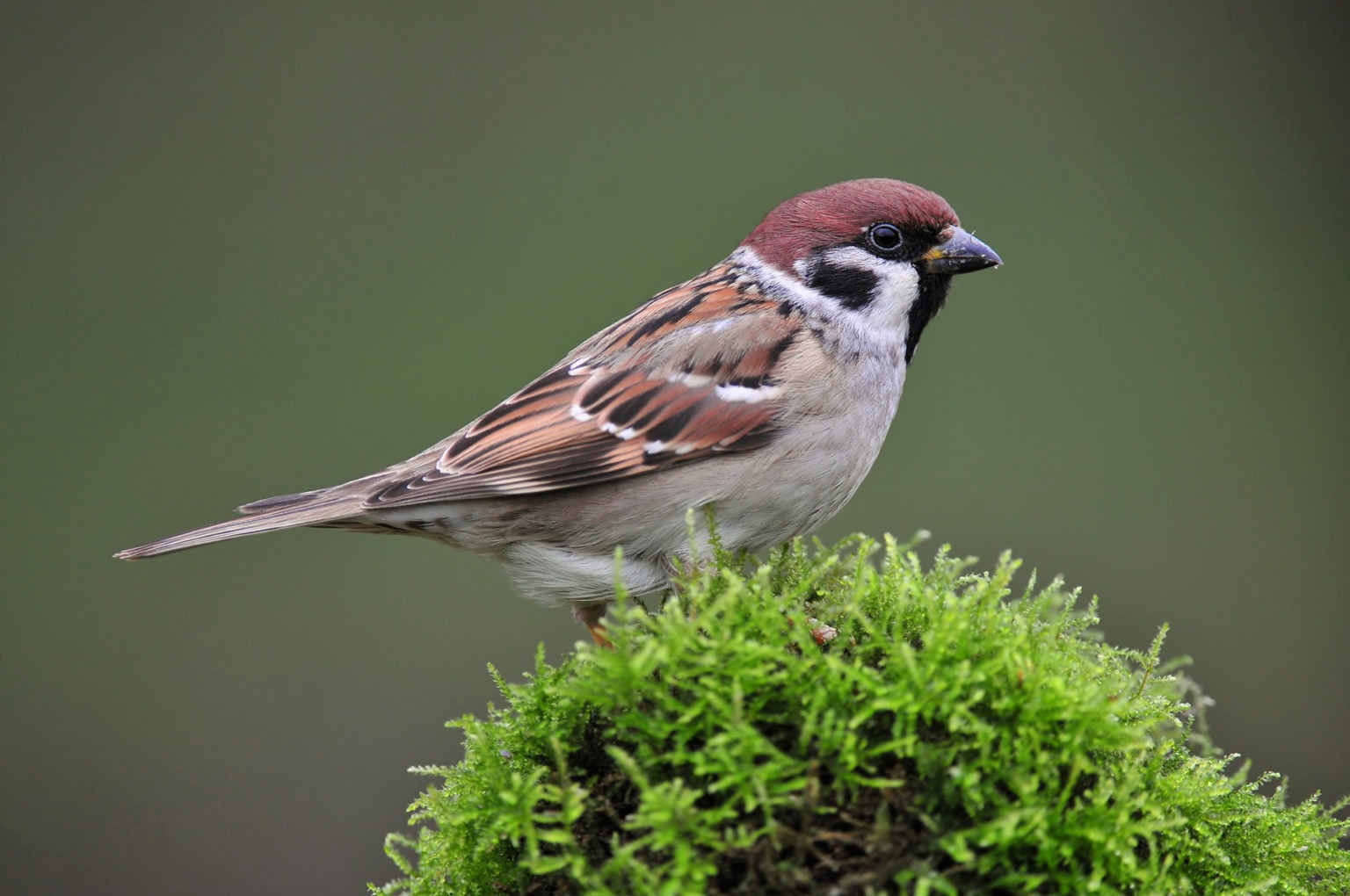 Effarouchement d'oiseaux pour la fauconnerie martel
