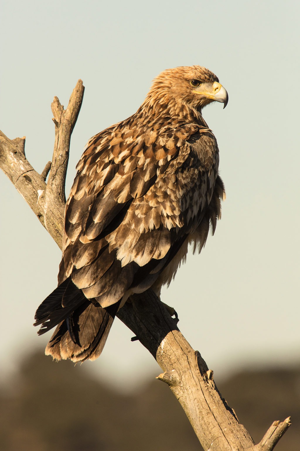 aigle royal de la Fauconnerie Martel