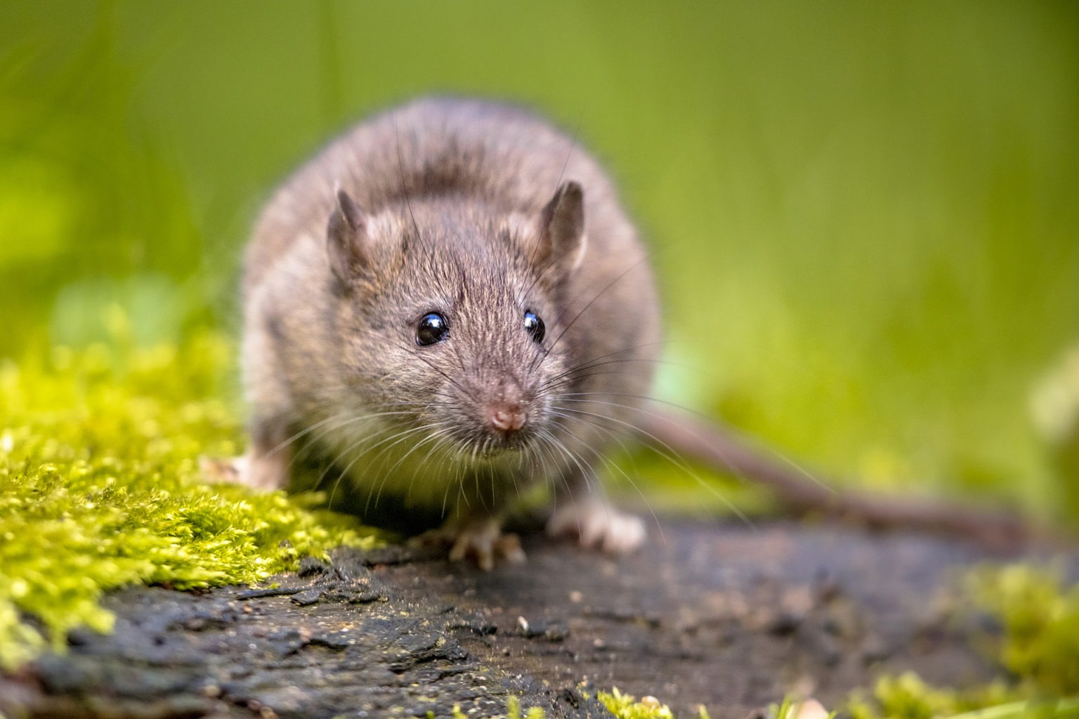 Rat