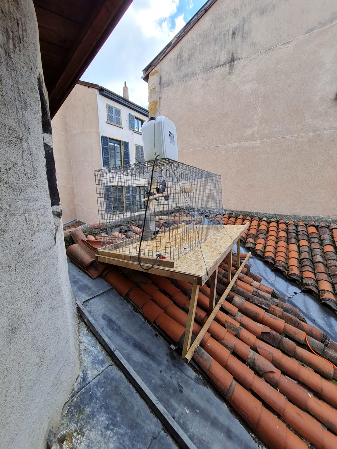 pigeons fauconnerie martel