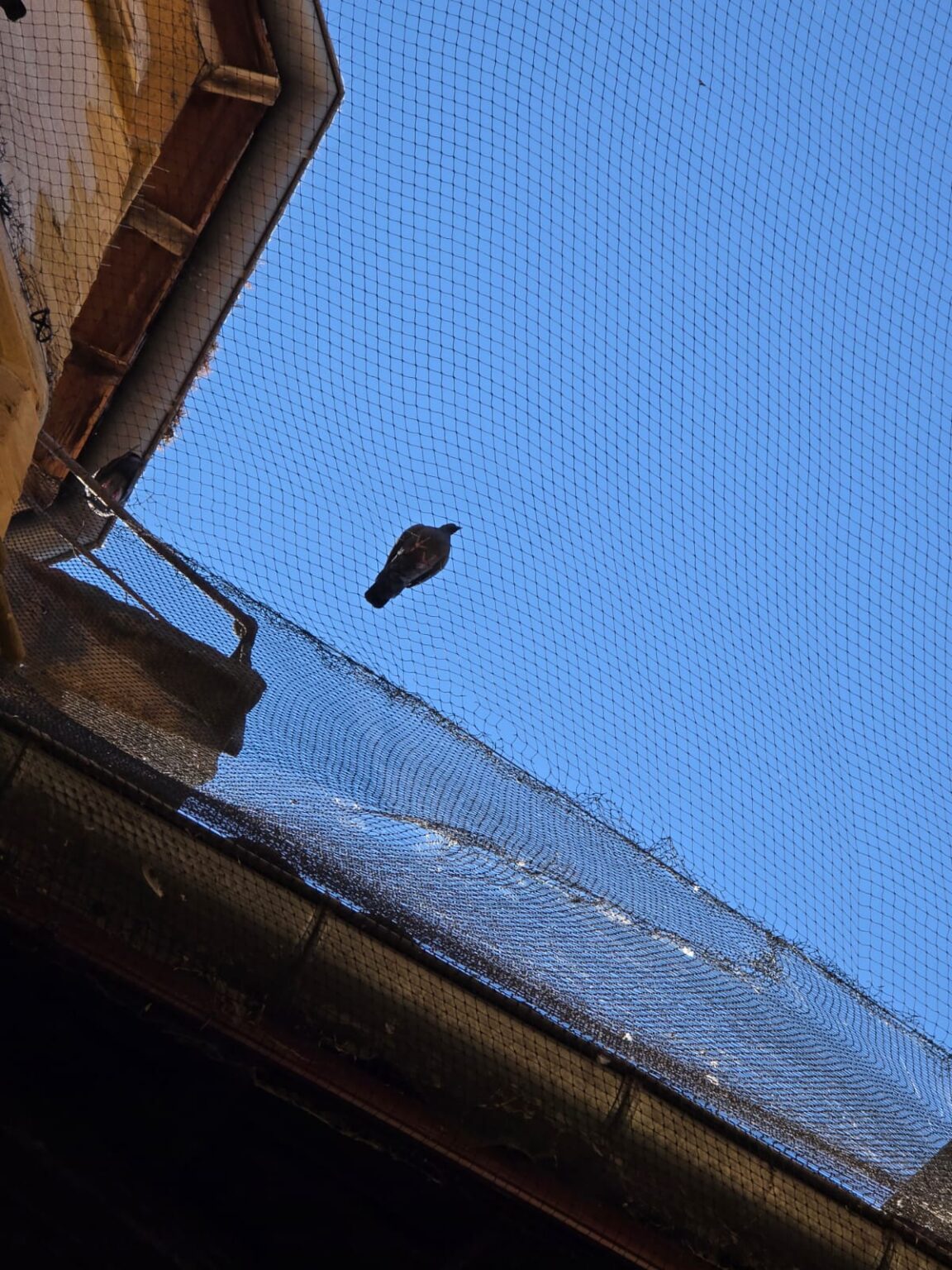 Fauconnerie drôme